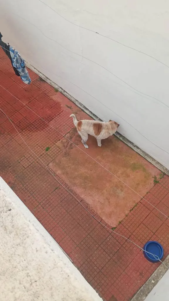 Cachorro ra a Shar Pei idade 6 ou mais anos nome Bolt