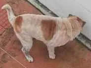 Cachorro raça Shar Pei idade 6 ou mais anos nome Bolt
