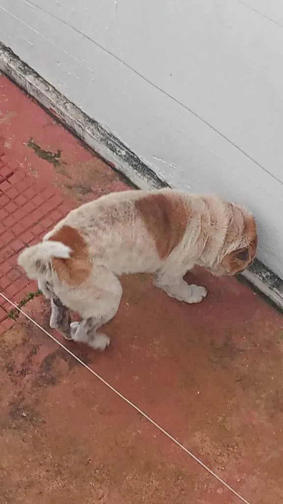 Cachorro ra a Shar Pei idade 6 ou mais anos nome Bolt