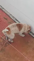 Bolt