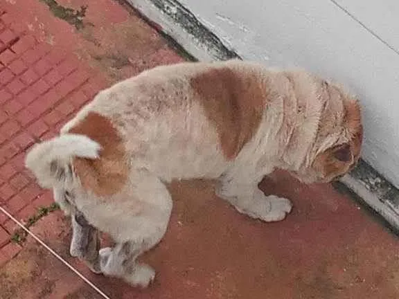 Cachorro ra a Shar Pei idade 6 ou mais anos nome Bolt