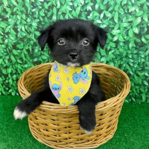Cachorro raça SRD-ViraLata idade 2 a 6 meses nome Cebolinha