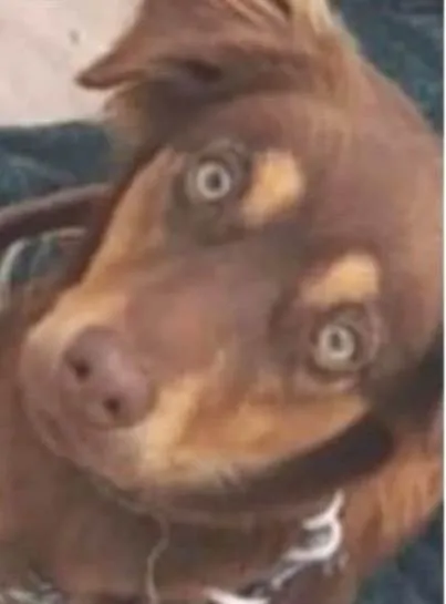 Cachorro ra a Basset-Cofap idade 7 a 11 meses nome Toddy 