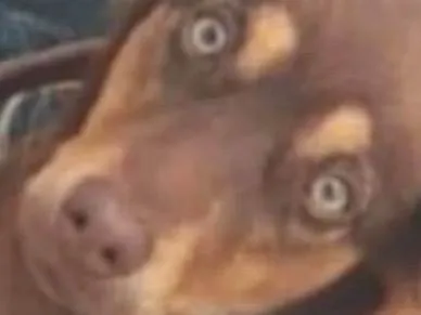 Cachorro ra a Basset-Cofap idade 7 a 11 meses nome Toddy 