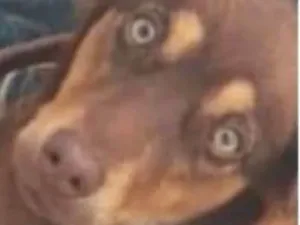 Cachorro raça Basset-Cofap idade 7 a 11 meses nome Toddy 