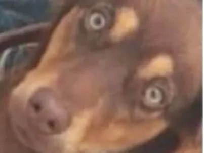Cachorro ra a Basset-Cofap idade 7 a 11 meses nome Toddy 