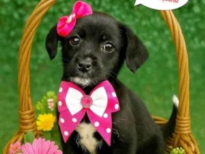 Cachorro raça SRD-ViraLata idade 2 a 6 meses nome Monica e Magali