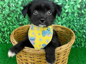 Cachorro raça SRD-ViraLata idade 2 a 6 meses nome Cebolinha