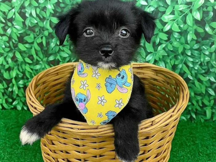 Cachorro ra a SRD-ViraLata idade 2 a 6 meses nome Cebolinha