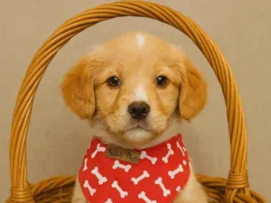 Cachorro raça SRD-ViraLata idade 2 a 6 meses nome Bidu
