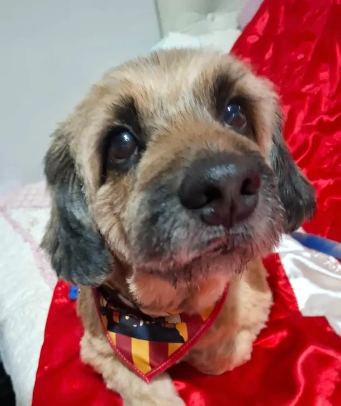 Cachorro ra a Shitzu idade 1 ano nome Duque 