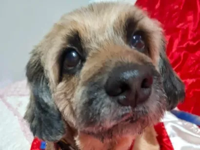 Cachorro raça Shitzu idade 1 ano nome Duque 