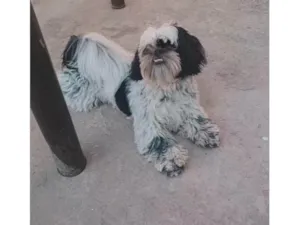 Cachorro raça Shitzu idade 2 a 6 meses nome Lucy