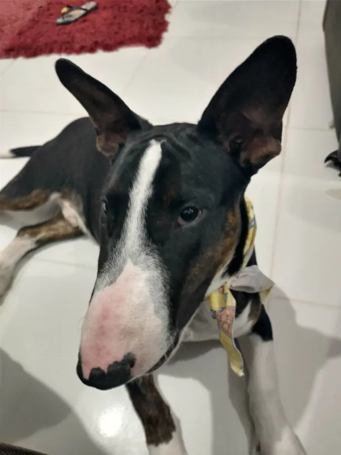 Cachorro ra a Bull Terrier idade 4 anos nome Jhon