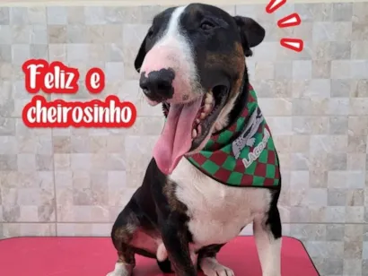 Cachorro raça Bull Terrier idade 4 anos nome Jhon