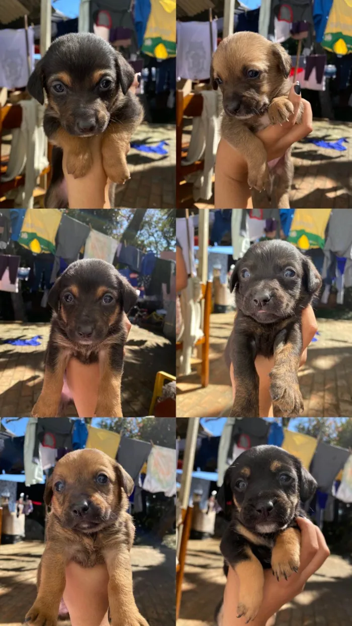 Cachorro ra a SRD-ViraLata idade 2 a 6 meses nome Ainda não tem nomes 
