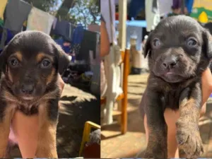 Cachorro raça SRD-ViraLata idade 2 a 6 meses nome Ainda não tem nomes 