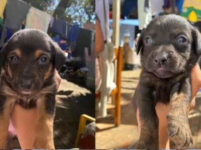 Cachorro raça SRD-ViraLata idade 2 a 6 meses nome Ainda não tem nomes 