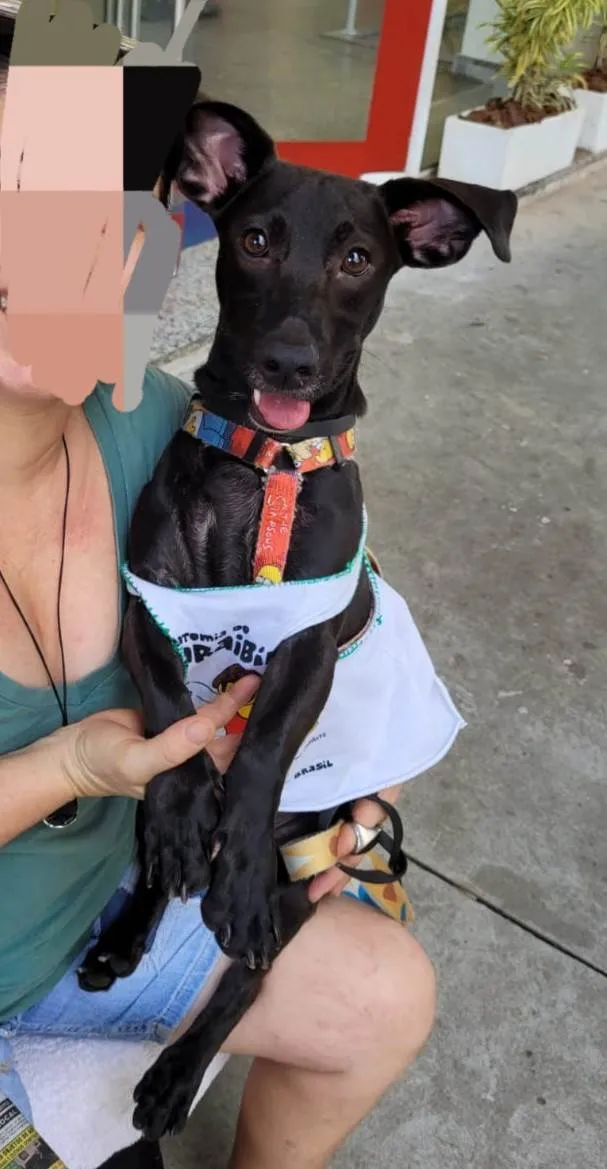 Cachorro ra a SRD-ViraLata idade 7 a 11 meses nome Joca