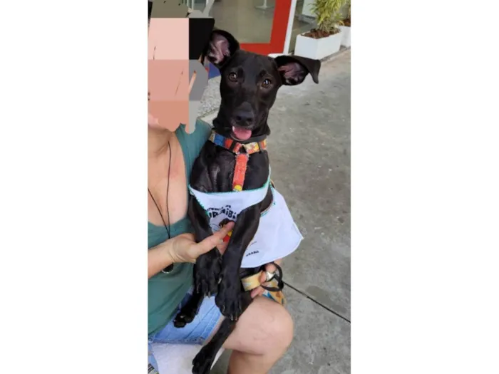 Cachorro ra a SRD-ViraLata idade 7 a 11 meses nome Joca
