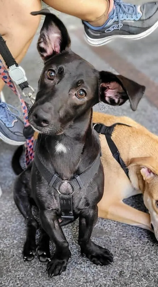 Cachorro ra a SRD-ViraLata idade 7 a 11 meses nome Joca