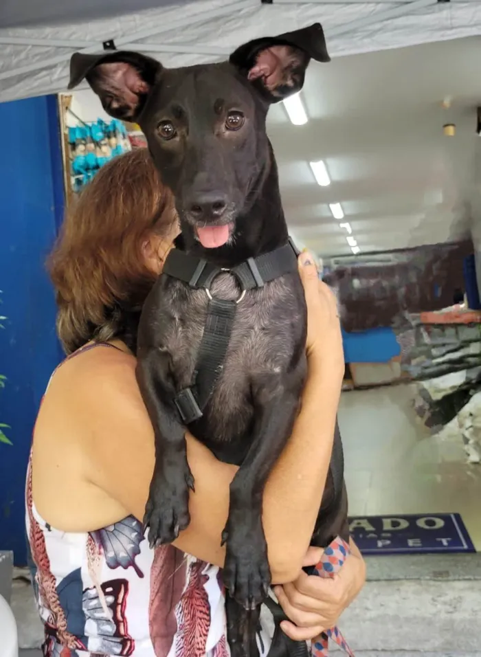 Cachorro ra a SRD-ViraLata idade 7 a 11 meses nome Joca