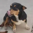 Pretinha (Prenha) Ajuda urgente!