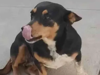 Cachorro raça SRD-ViraLata idade 2 anos nome Pretinha (Prenha) Ajuda urgente!