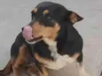 Pretinha (Prenha) Ajuda urgente!