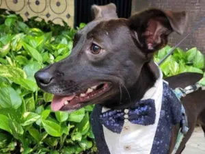Cachorro raça SRD-ViraLata idade 7 a 11 meses nome Joca