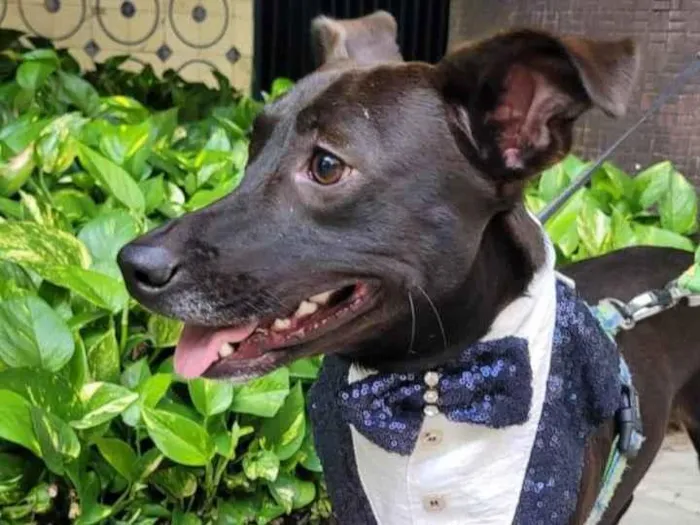 Cachorro ra a SRD-ViraLata idade 7 a 11 meses nome Joca