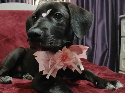 Cachorro raça SRD-ViraLata idade 2 a 6 meses nome Brisa