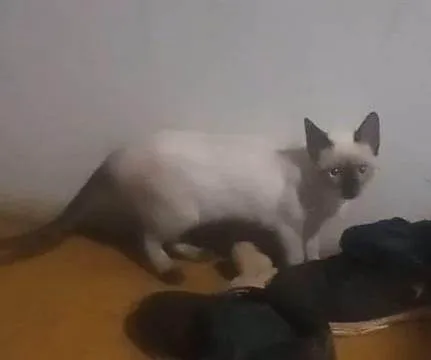 Gato ra a Siamês idade 2 a 6 meses nome Aura