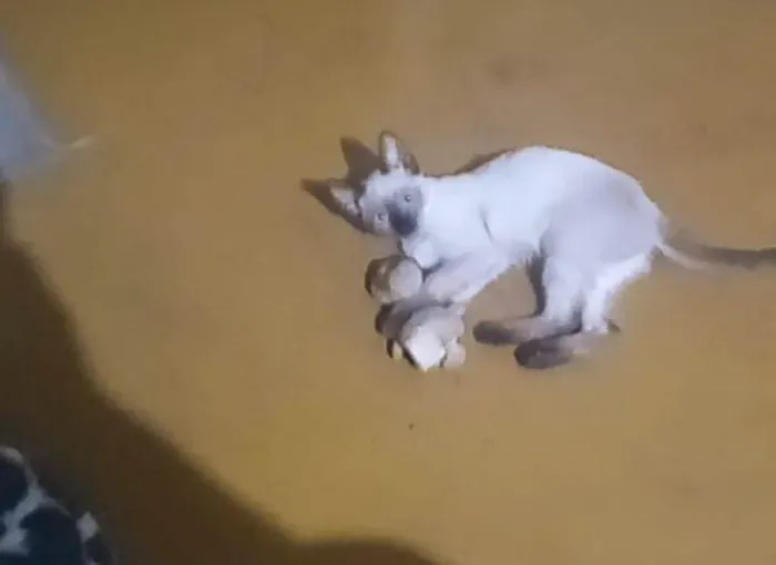 Gato ra a Siamês idade 2 a 6 meses nome Aura