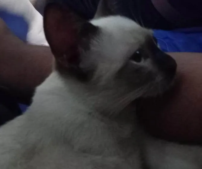 Gato ra a Siamês idade 2 a 6 meses nome Aura