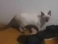 Aura