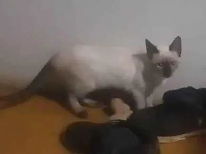 Gato raça Siamês idade 2 a 6 meses nome Aura