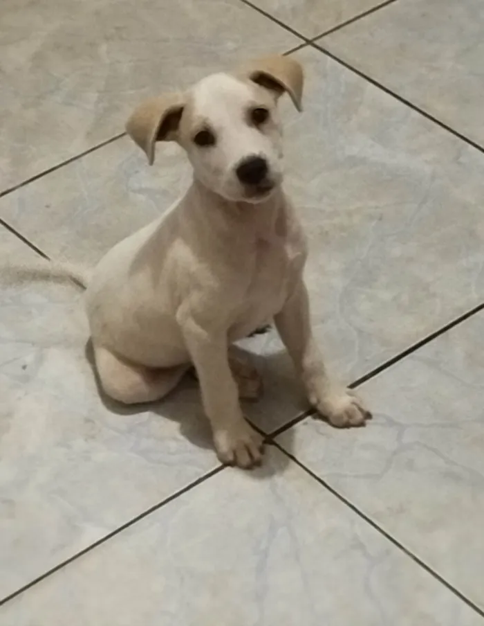Cachorro ra a SRD-ViraLata idade Abaixo de 2 meses nome Máximus 