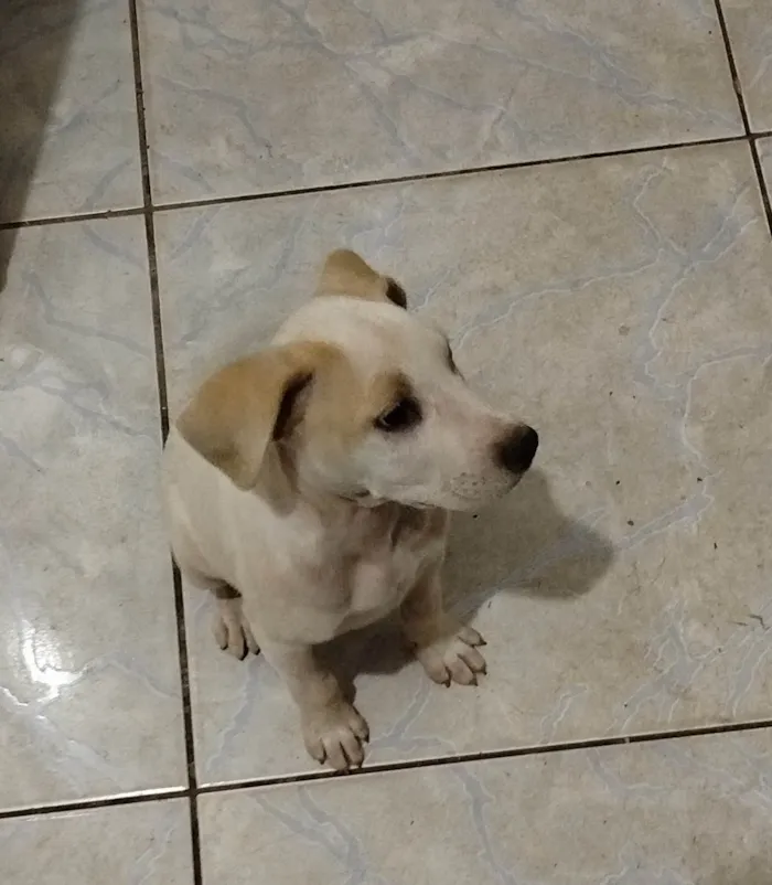 Cachorro ra a SRD-ViraLata idade Abaixo de 2 meses nome Máximus 