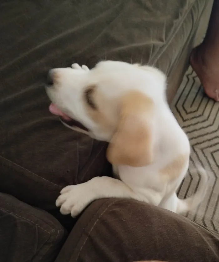 Cachorro ra a SRD-ViraLata idade Abaixo de 2 meses nome Máximus 