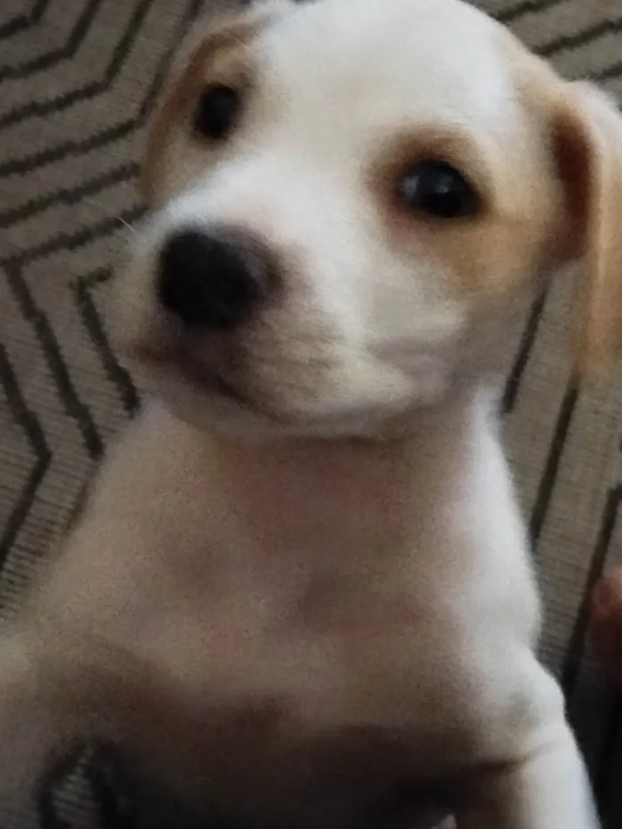 Cachorro ra a SRD-ViraLata idade Abaixo de 2 meses nome Máximus 