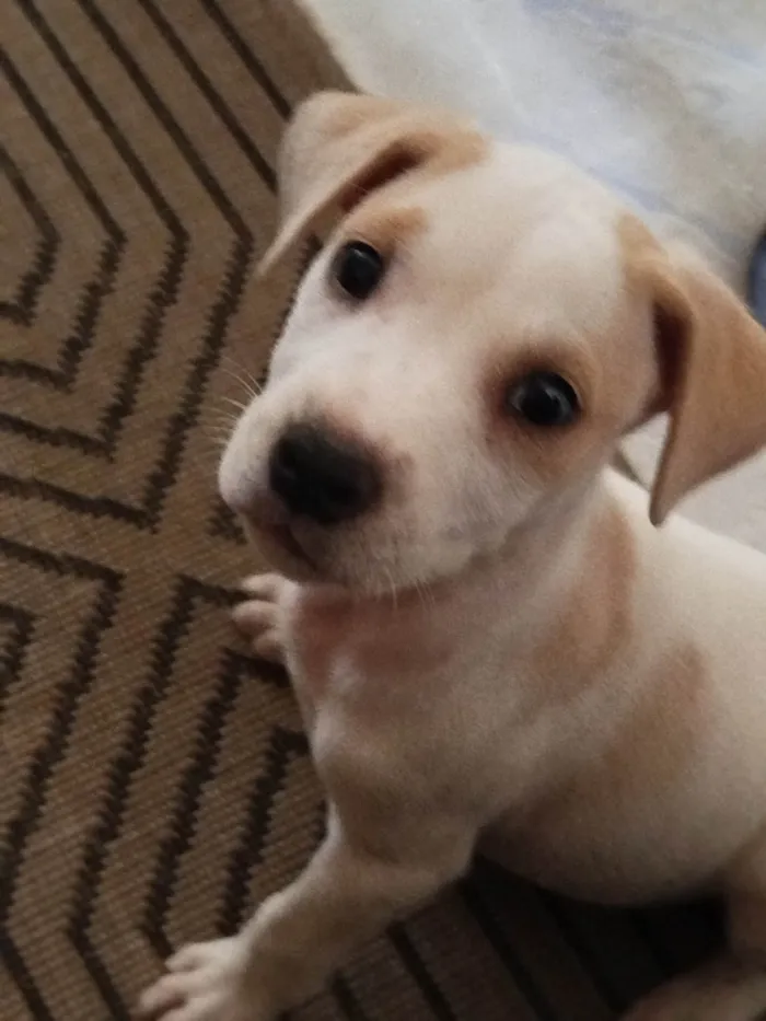 Cachorro ra a SRD-ViraLata idade Abaixo de 2 meses nome Máximus 
