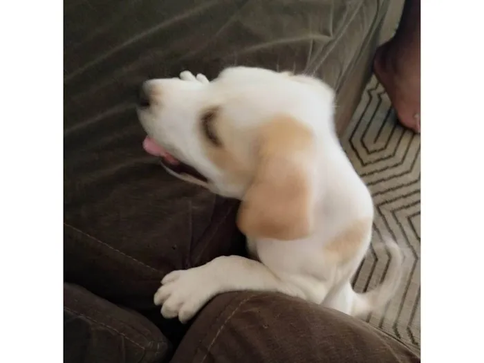 Cachorro ra a SRD-ViraLata idade Abaixo de 2 meses nome Máximus 