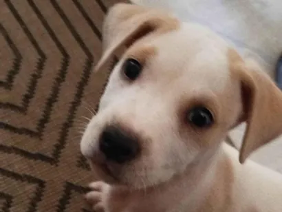 Cachorro raça SRD-ViraLata idade Abaixo de 2 meses nome Máximus 