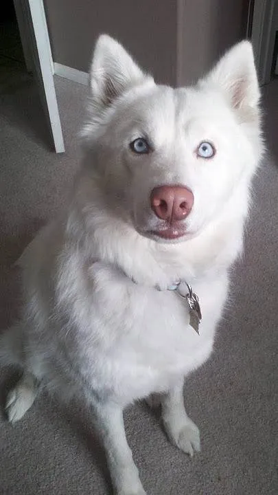 Cachorro ra a Husky Siberiano idade 1 ano nome benjamim