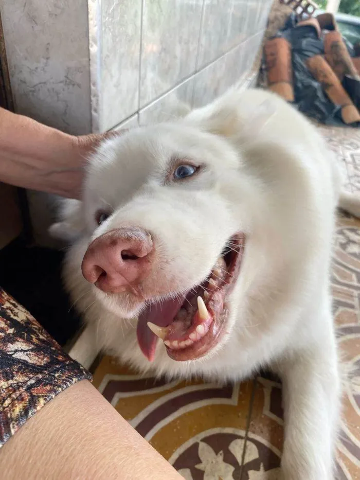 Cachorro ra a Husky Siberiano idade 1 ano nome benjamim