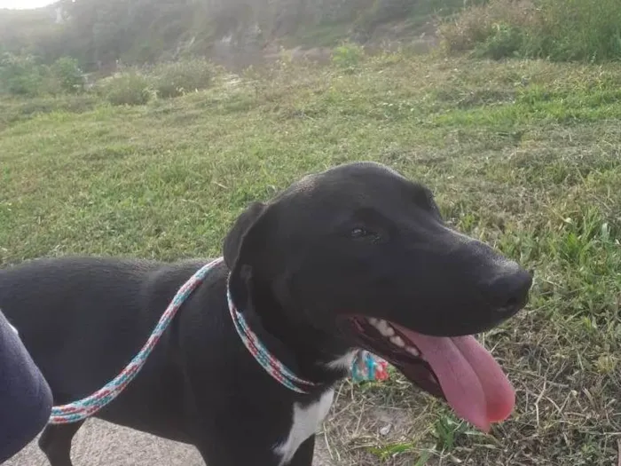 Cachorro ra a SRD-ViraLata idade 1 ano nome Mike
