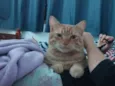 Bolito