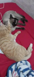 Bolito