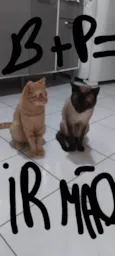 Pitoco